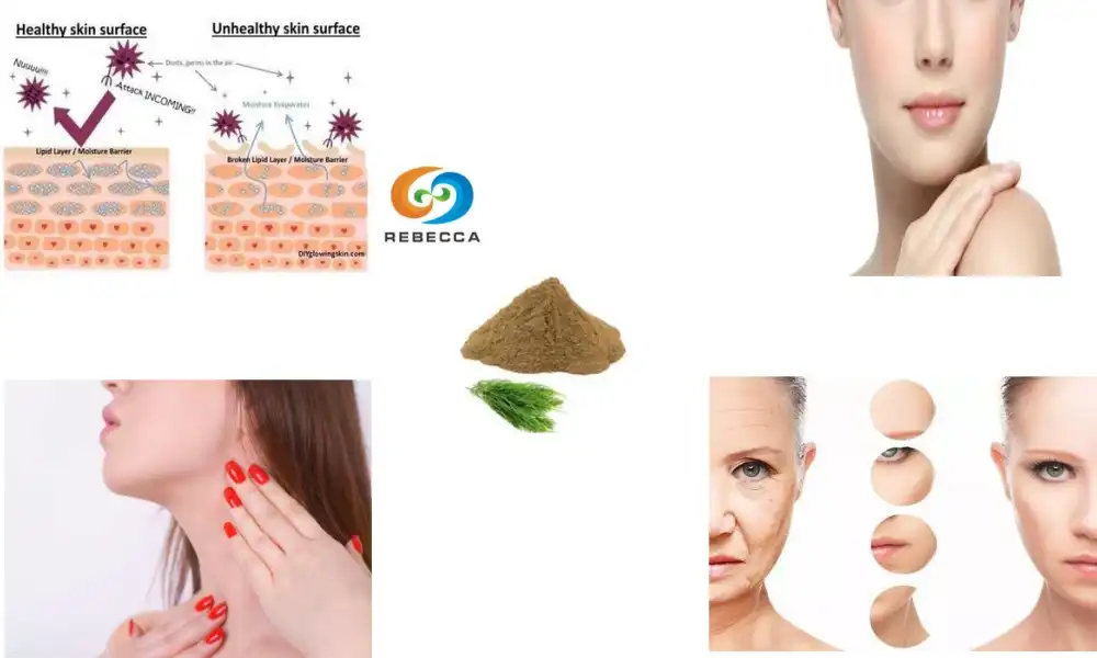 Why is horsetail extract good for skin? Why is horsetail extract good for skin?